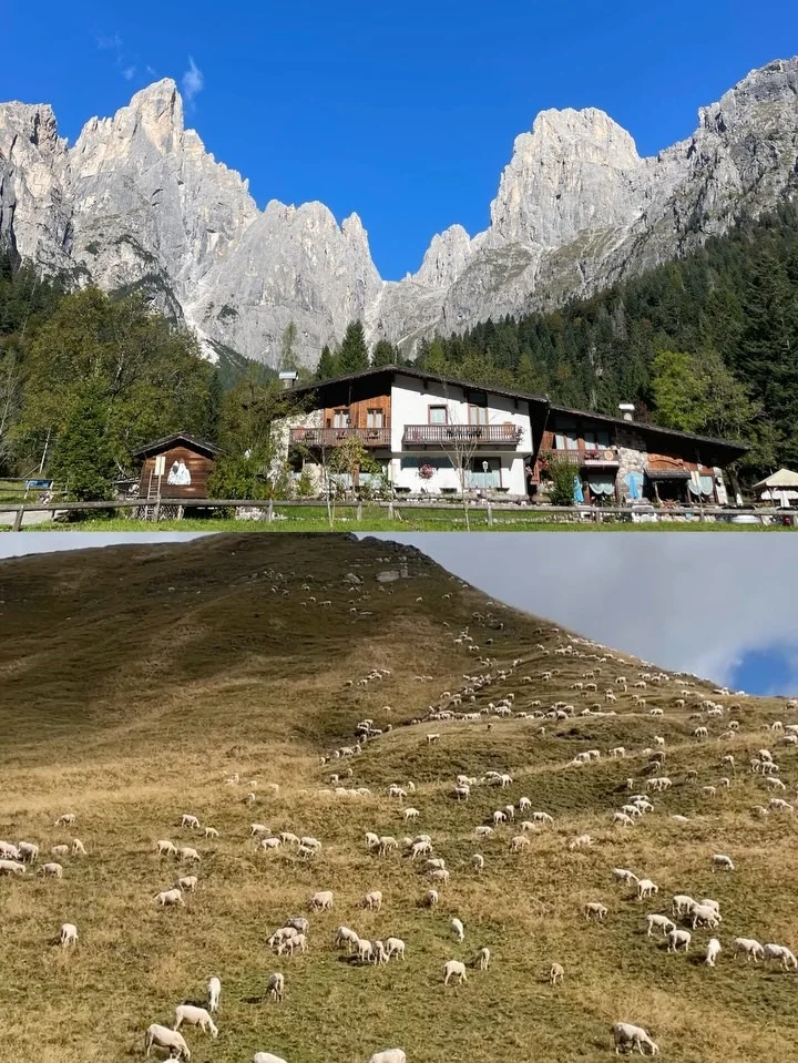 Rifugio Cereda in its valley, sheep in the foreground